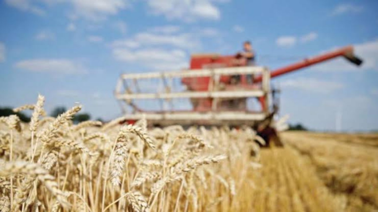 غلاء متوقع في الغذاء عالميًا بعد ارتفاع أسعار القمح