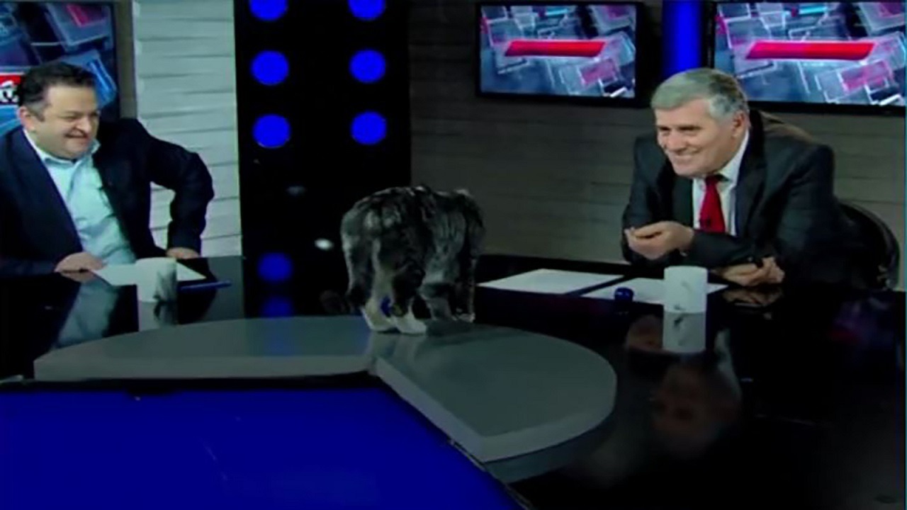 فيديو.. قطة تقتحم استديو وتقاطع مناقشة سياسية على الهواء