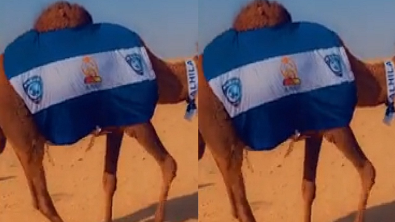 بالفيديو.. جمل يرتدي زي الهلال أثناء عبوره الصحراء