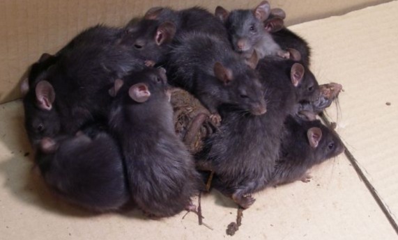 تجمع فئران غريب ينذر بانتشار مرض معدي