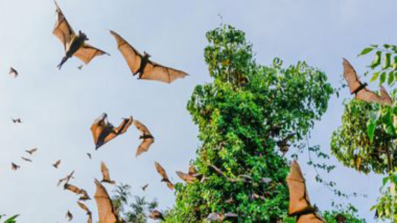 ظهور فيروس جديد من عائلة كورونا في الخفافيش
