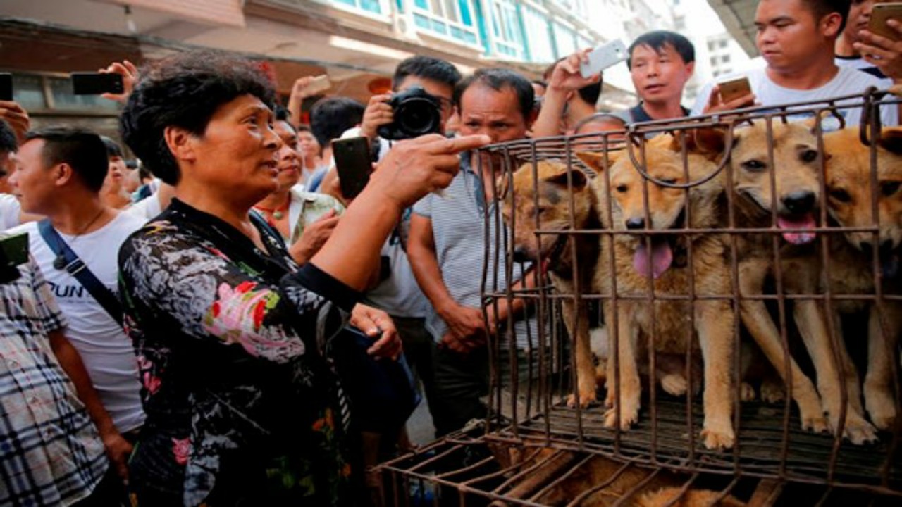 كوريا الجنوبية تعتزم حظر تناول لحوم الكلاب