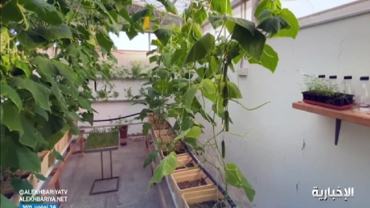“مواطن” يحول سطح منزله لمزرعة ويبتكر جهاز للزراعة عبر الموجات فوق الصوتية (فيديو)