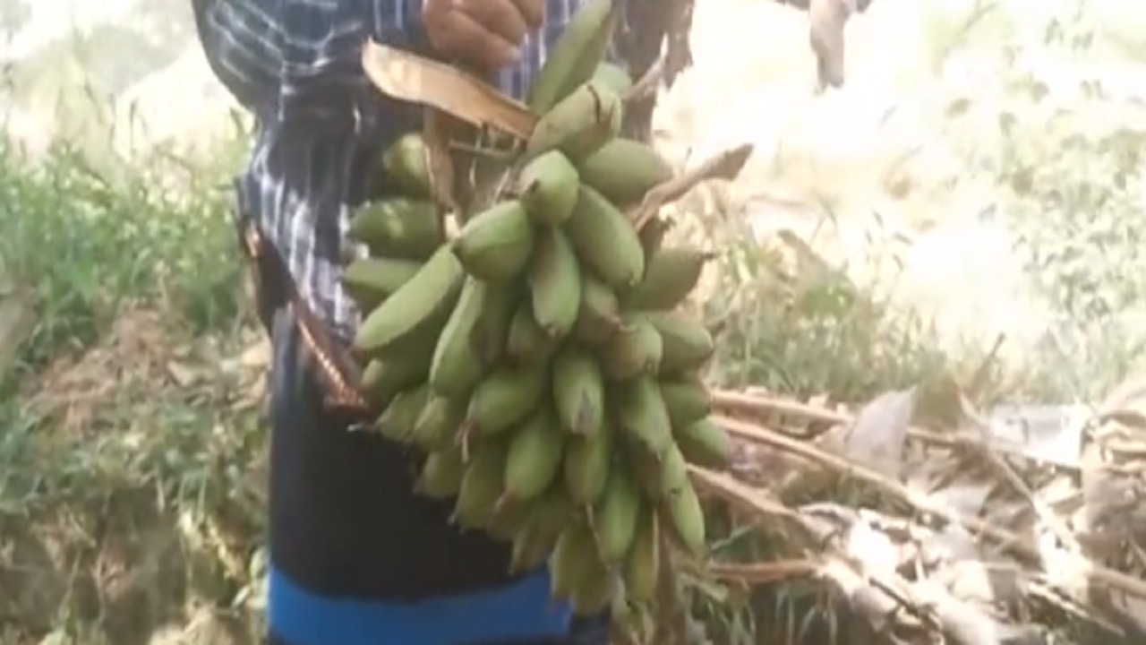 بالفيديو.. تعرف على نوعان من الموز في جبال الحشر البقري والغنمي
