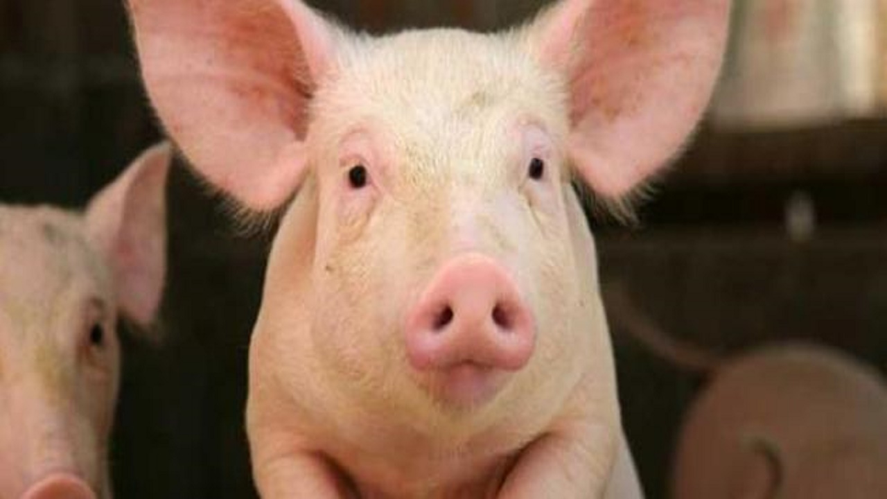 “أزهري”: النجاسة في الخنزير مجازية ومعنوية وليست مادية