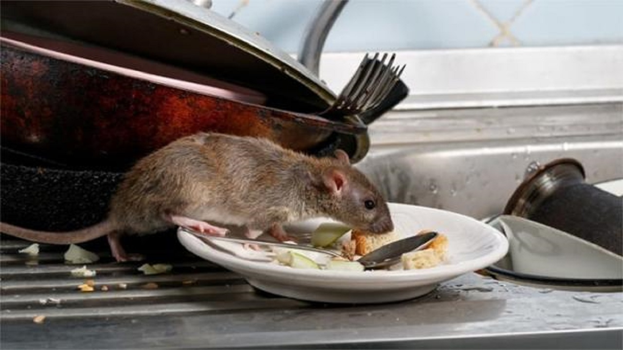 دراسة تحذر من تسبب الفئران في نشر مرض &#8220;معدي&#8221; جديد