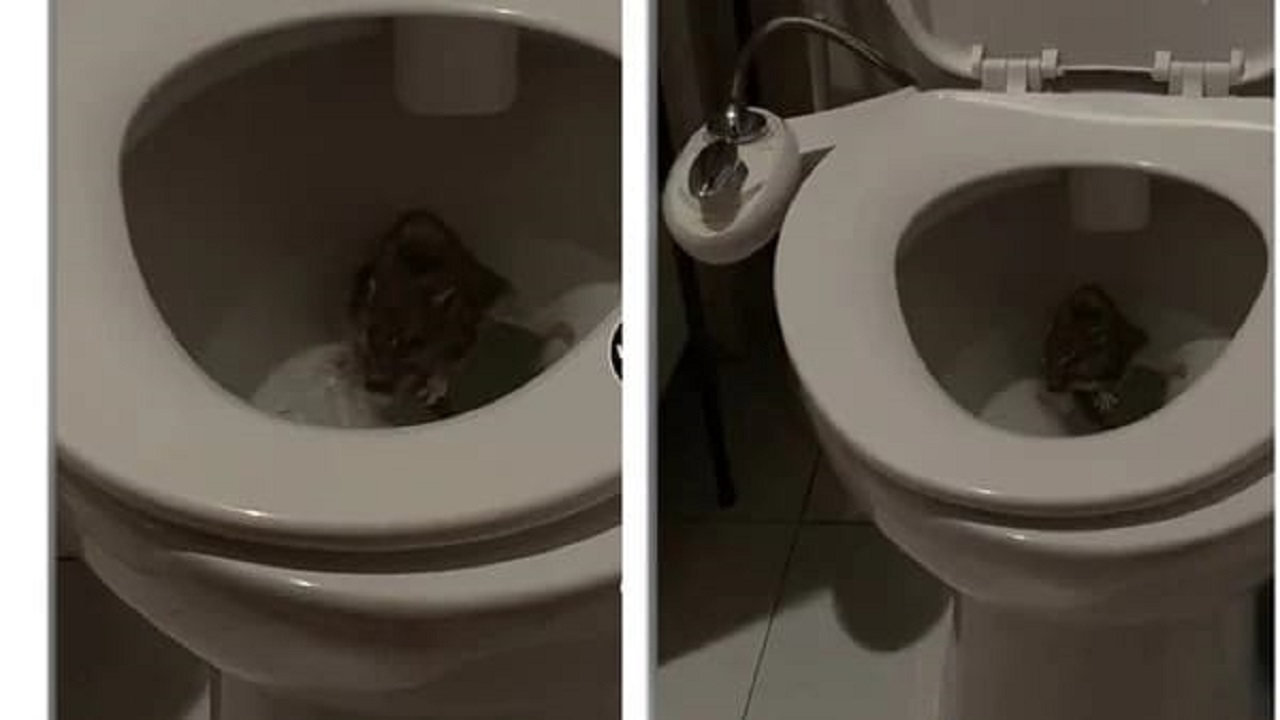 بالفيديو..  فأر مخيف يتربص بامرأة داخل المرحاض