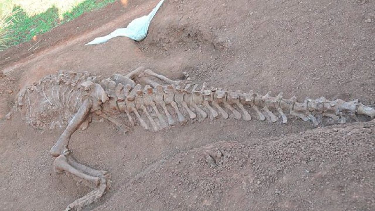 العثور على “كنز دفين” من آثار الديناصورات
