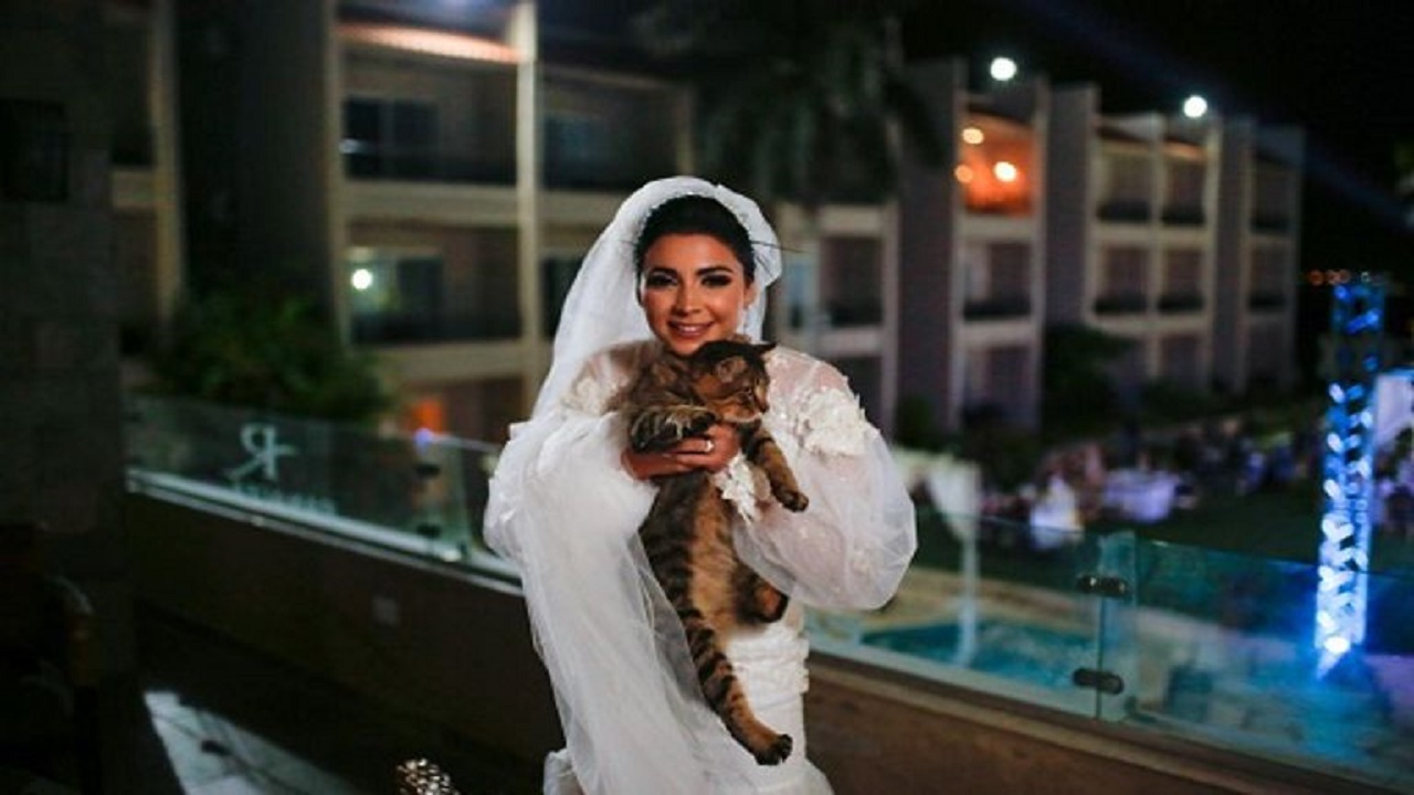 صور..عروس تترك زفافها لإطعام قطة