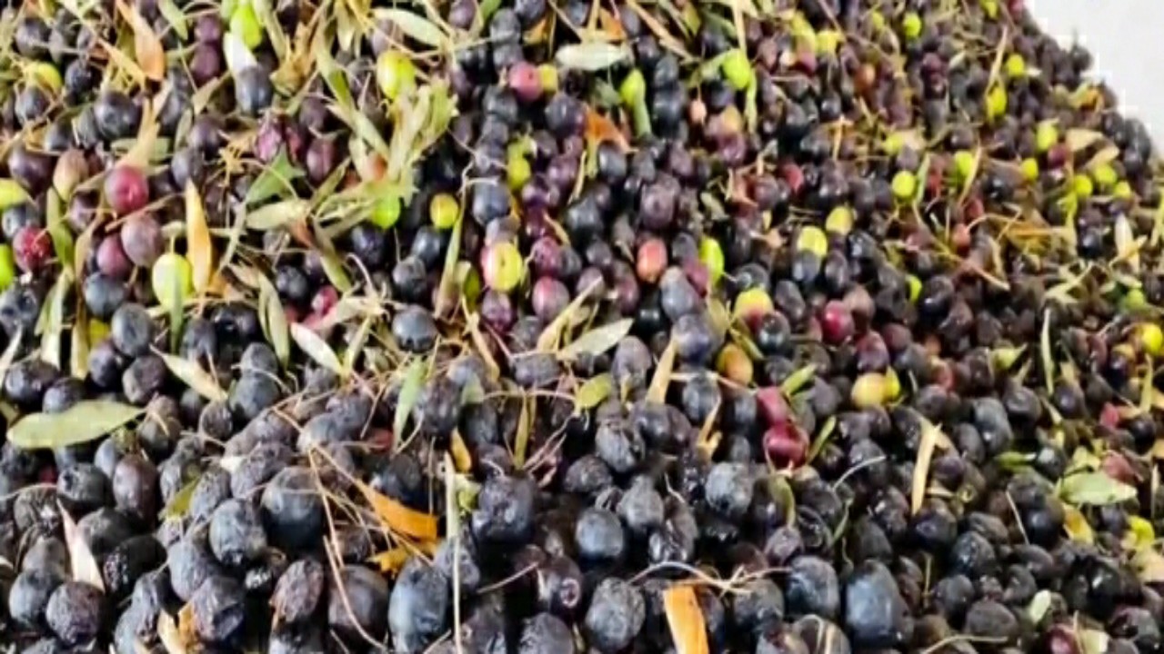 بالفيديو.. طريقة عصر الزيتون في منطقة الجوف