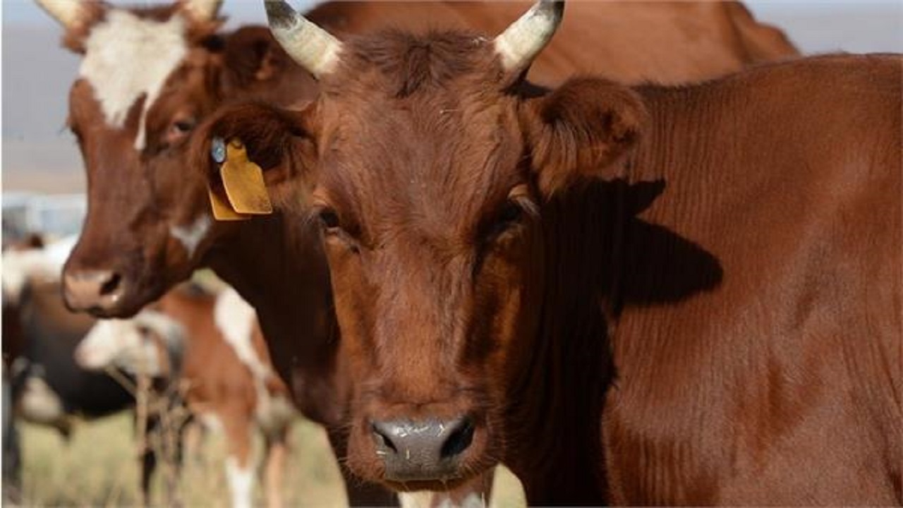 الكويت تتخذ قرارًا بشأن استيراد الأبقار