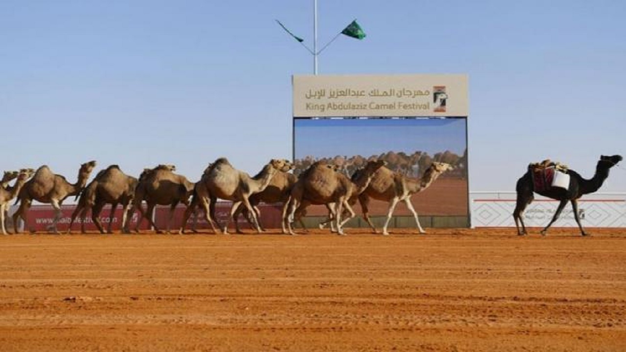 مهرجان الملك عبدالعزيز للإبل يُحذر من عمليات العبث