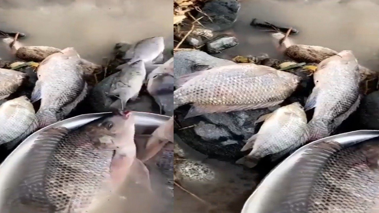 بالفيديو.. حقيقة ظهور أسماك في مياه الأمطار بالطائف