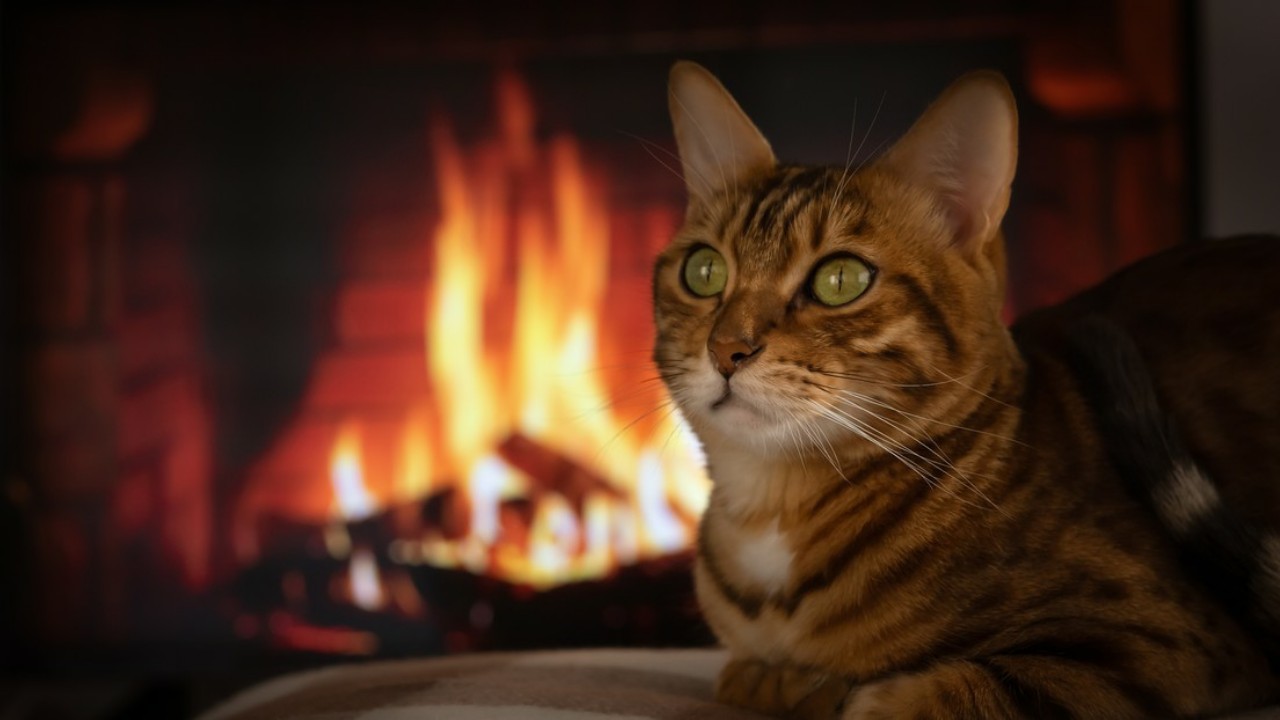 القطط تتسبب في اشتعال 100 حريق في كوريا الجنوبية
