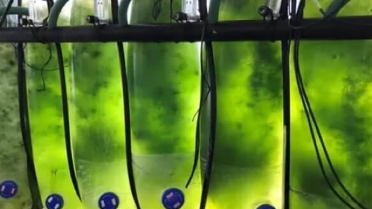 دراسة تثبت فاعلية لقاحات مصنعة من طحالب الخس البحري ضد كورونا