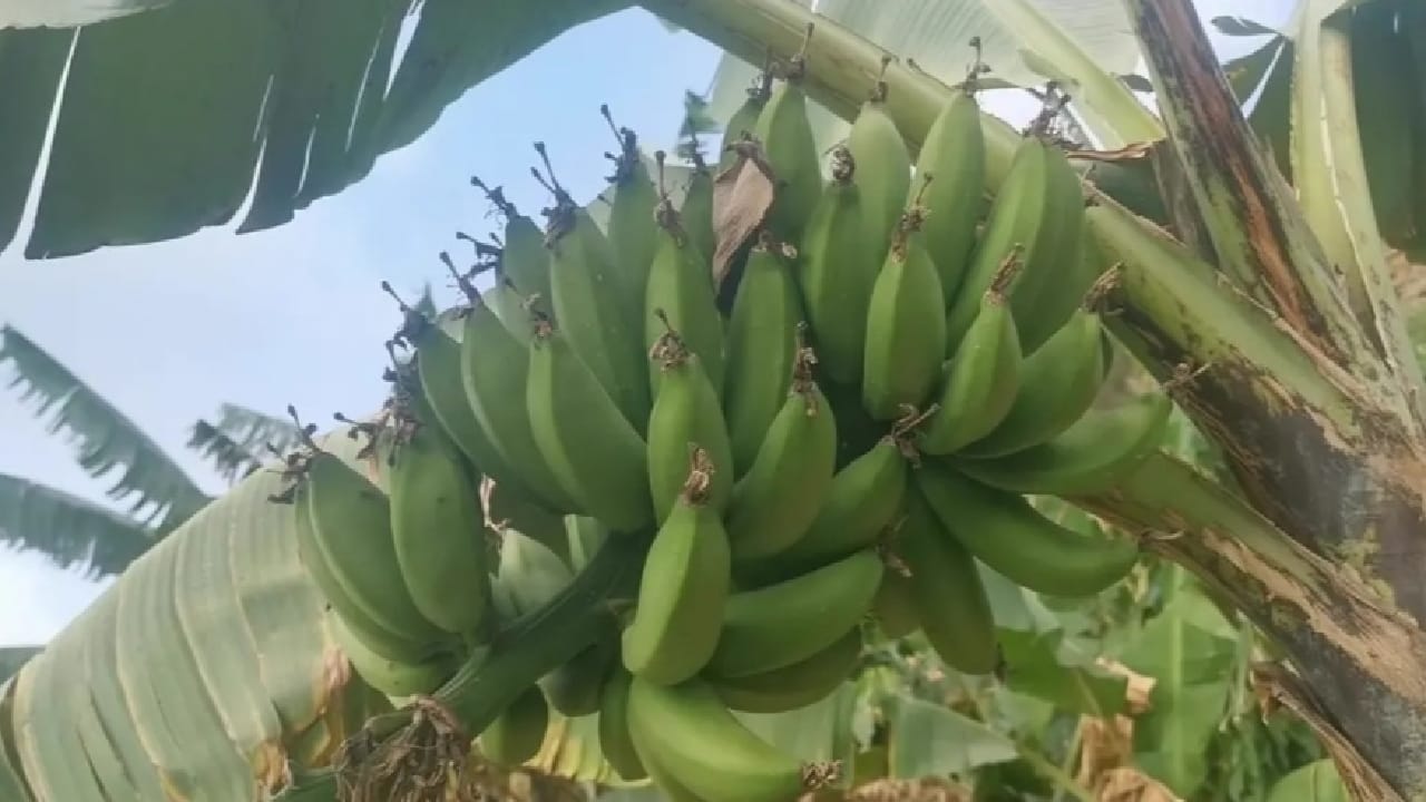 نوع نادر من” الموز” تشتهر به جبال الحشر بجازان