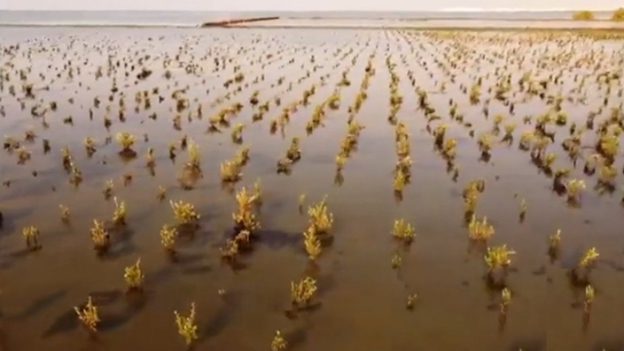 بالفيديو.. زراعة مليون شتلة &#8220;مانجروف&#8221; على شواطئ جازان