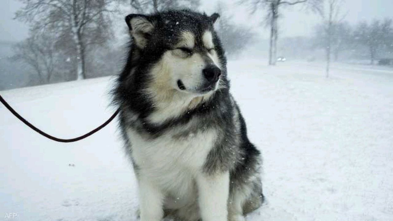 كلب ينقذ رجلا من الموت وسط الثلوج لمدة 13 ساعة