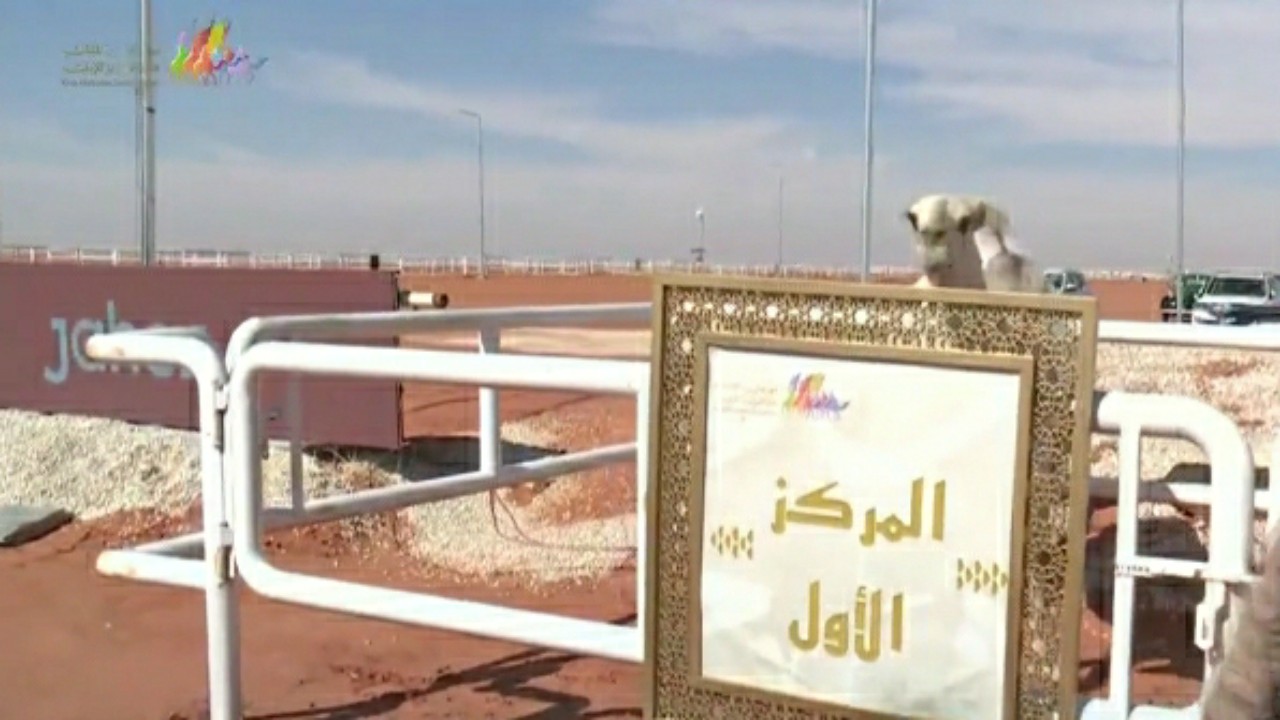 بالفيديو.. “هياء” تحقق المركز الأول في فئة فردي النساء بمهرجان الملك عبدالعزيز للإبل