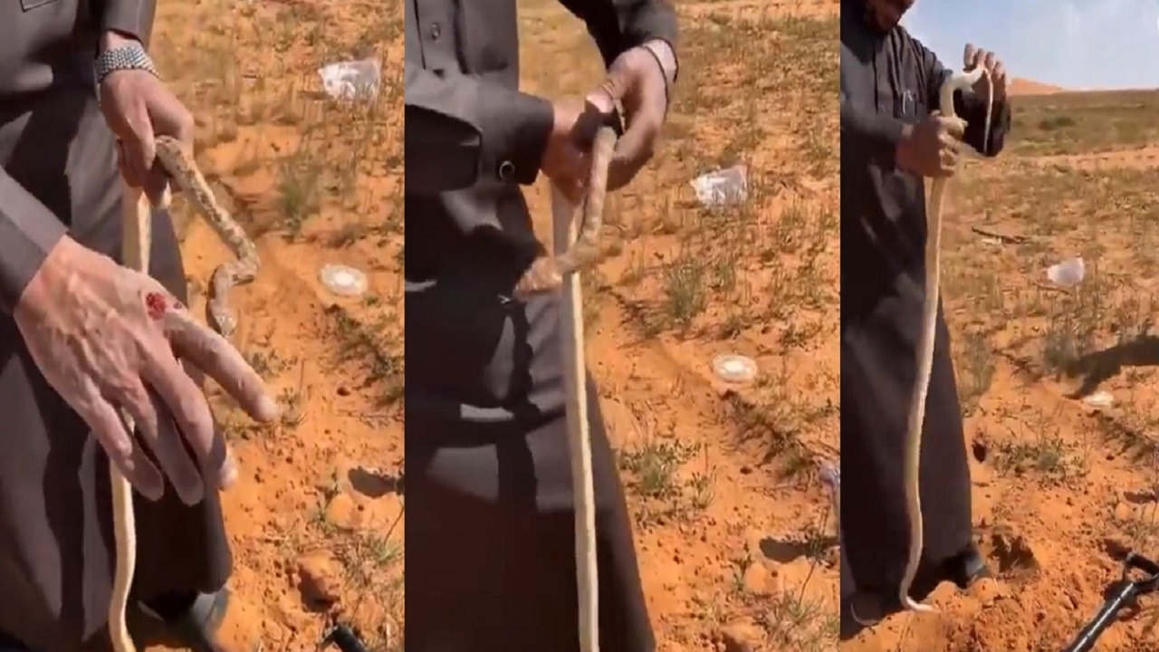 فيديو.. مواطن يتعرض للدغة ثعبان بعد اصطياده