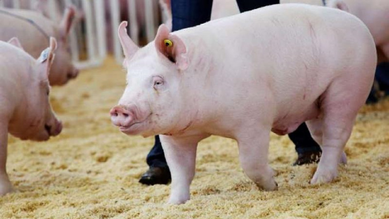 إيطاليا تكتشف إصابة بحمى الخنازير الإفريقية شمالي البلاد