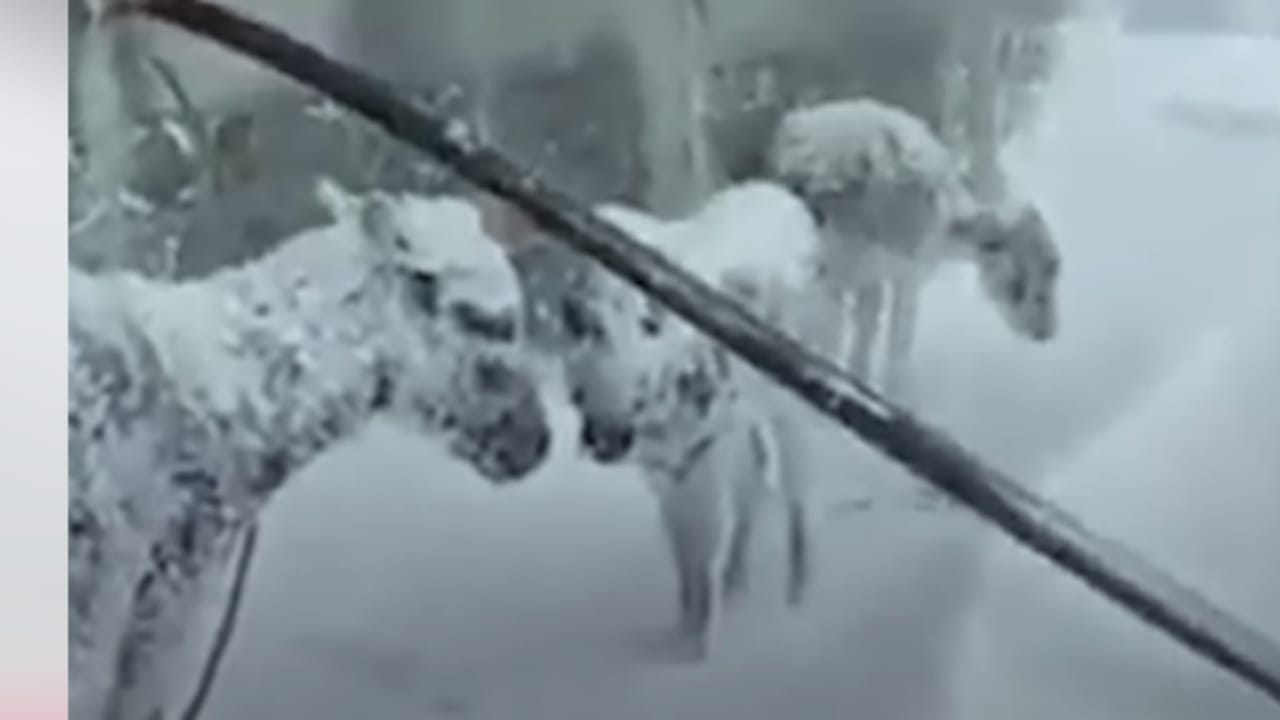 شاهد.. تجمد حيوانات بسبب العاصفة الثلجية في تركيا