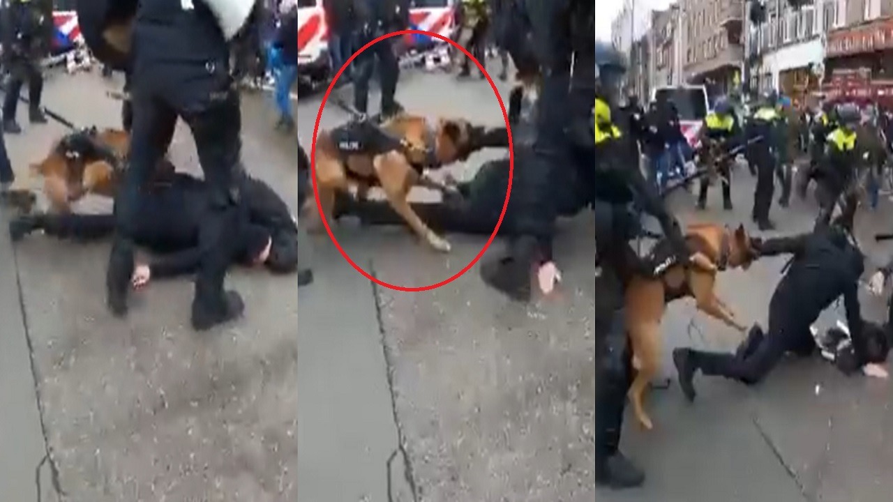 شاهد..الشرطة الهولندية تطلق الكلاب ضد المتظاهرين ولا عزاء لحقوق الإنسان