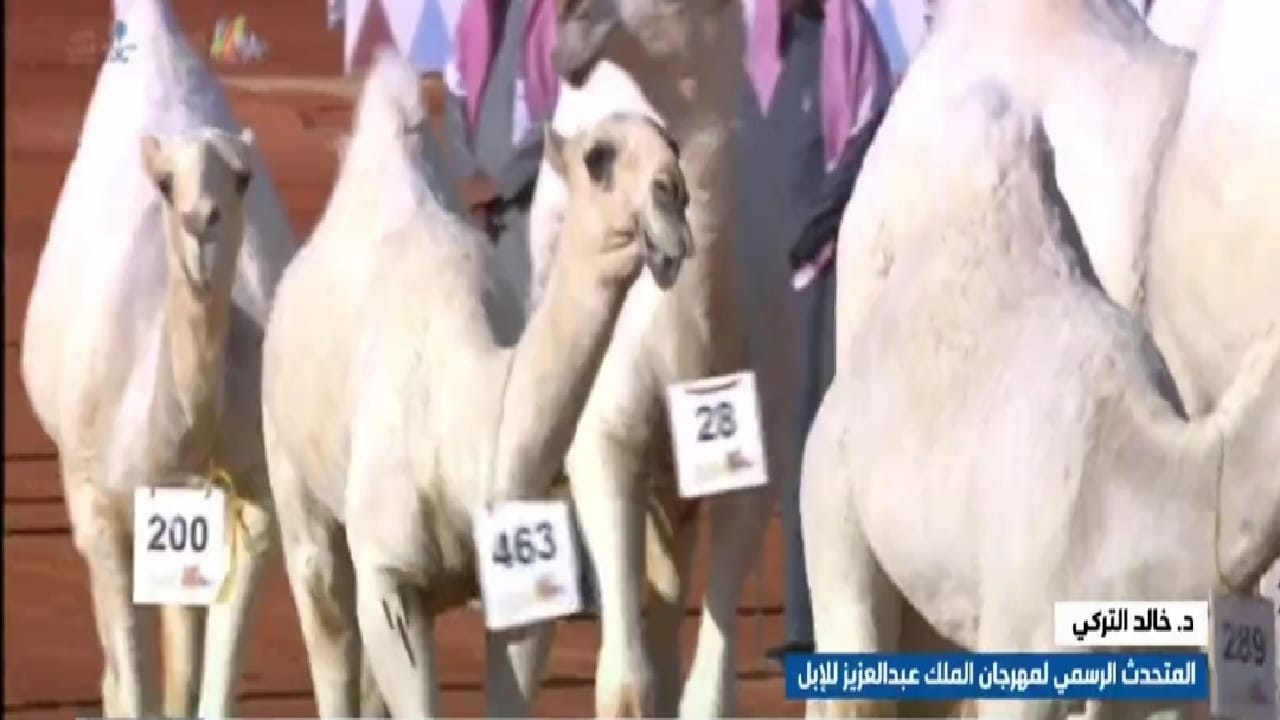 بالفيديو.. المستشار الرسمي لمهرجان الملك عبد العزيز للإبل يوضح أسباب توقف المناسبات