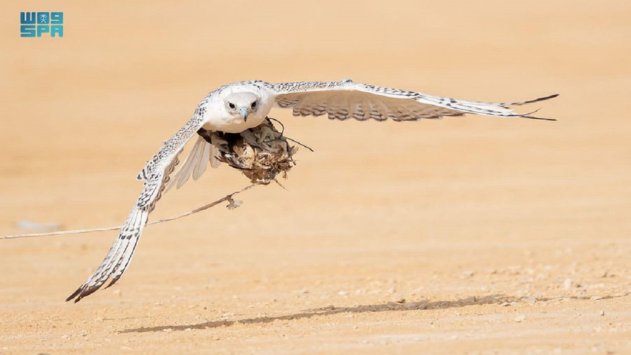 “الصقور ” ترمز للصلح وحلّ الخلافات القبلية أبان الدولة السعودية الأولى