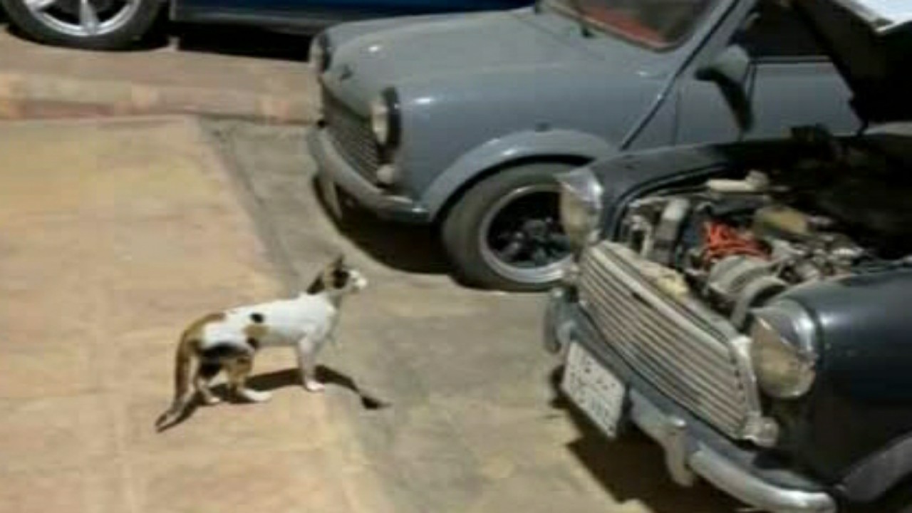 بالفيديو.. خبير سيارات يستعين بقط لإخراج فأر من السيارة