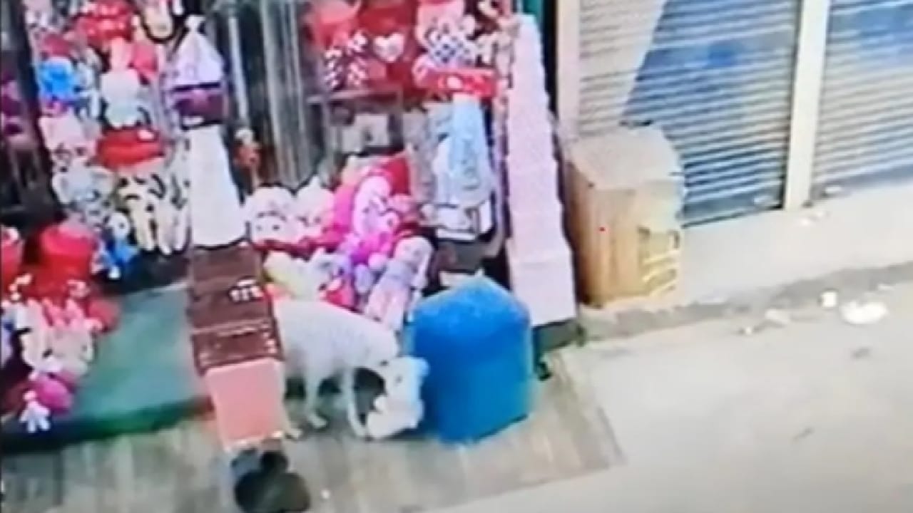 شاهد.. كلب يخطف هدية عيد الحب من المحل ويهرب
