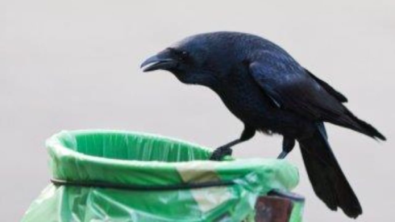 شاهد.. السويد تجند” الغربان” لتنظيف الشوارع