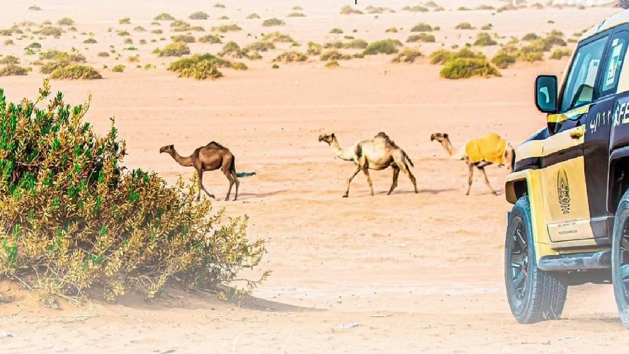 بالفيديو.. ضبط 78 مخالفًا لنظام البيئة في عدد من المناطق