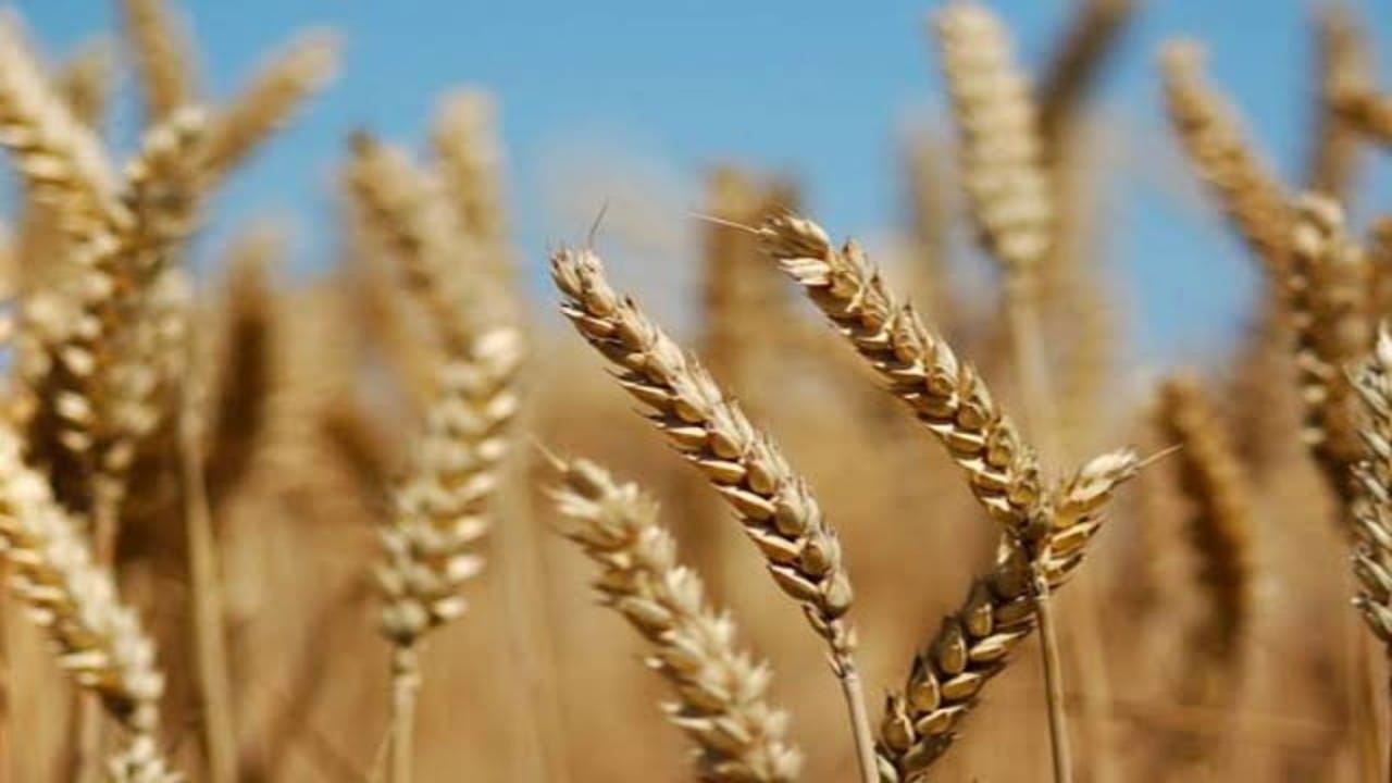 توقعات بارتفاع أسعار القمح لـ 9%