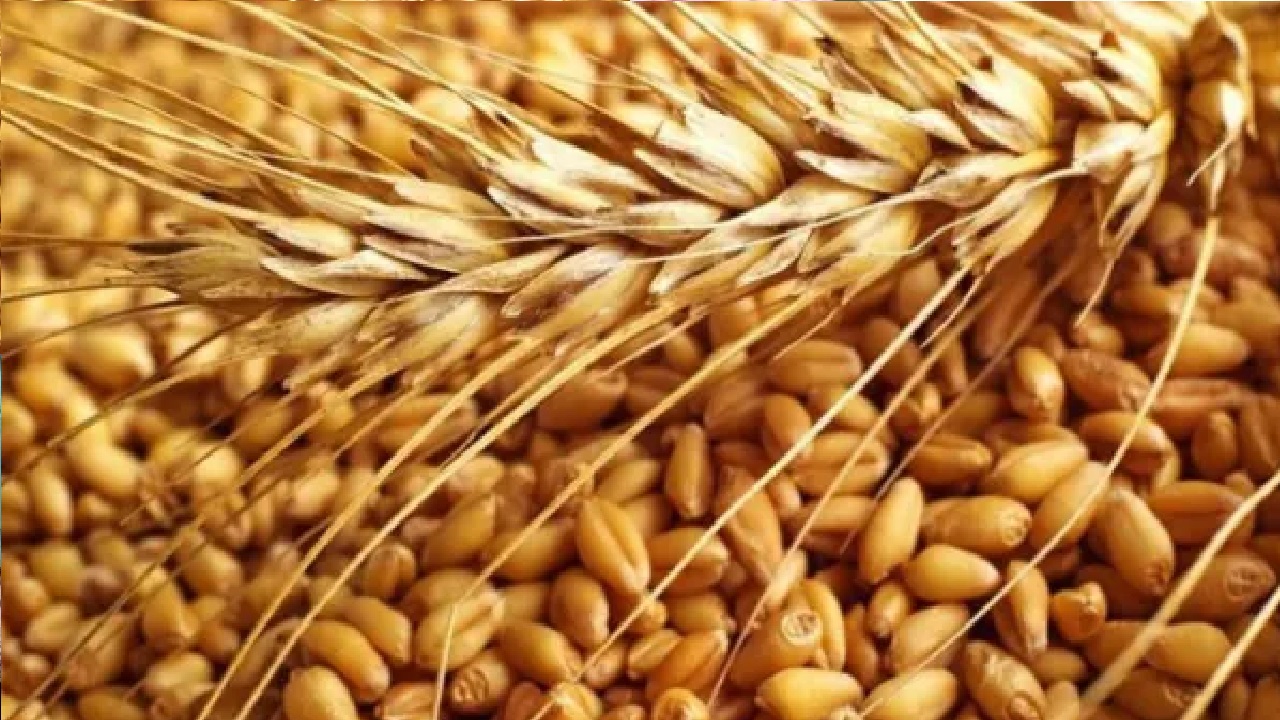 بالفيديو.. خبير اقتصادي: الحرب الروسية الأوكرانية لن تؤثر علينا