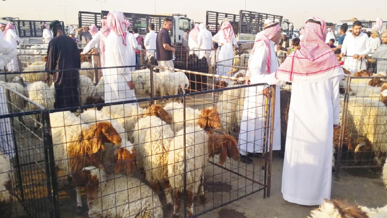 قفزة في أسعار الأغنام قبيل رمضان