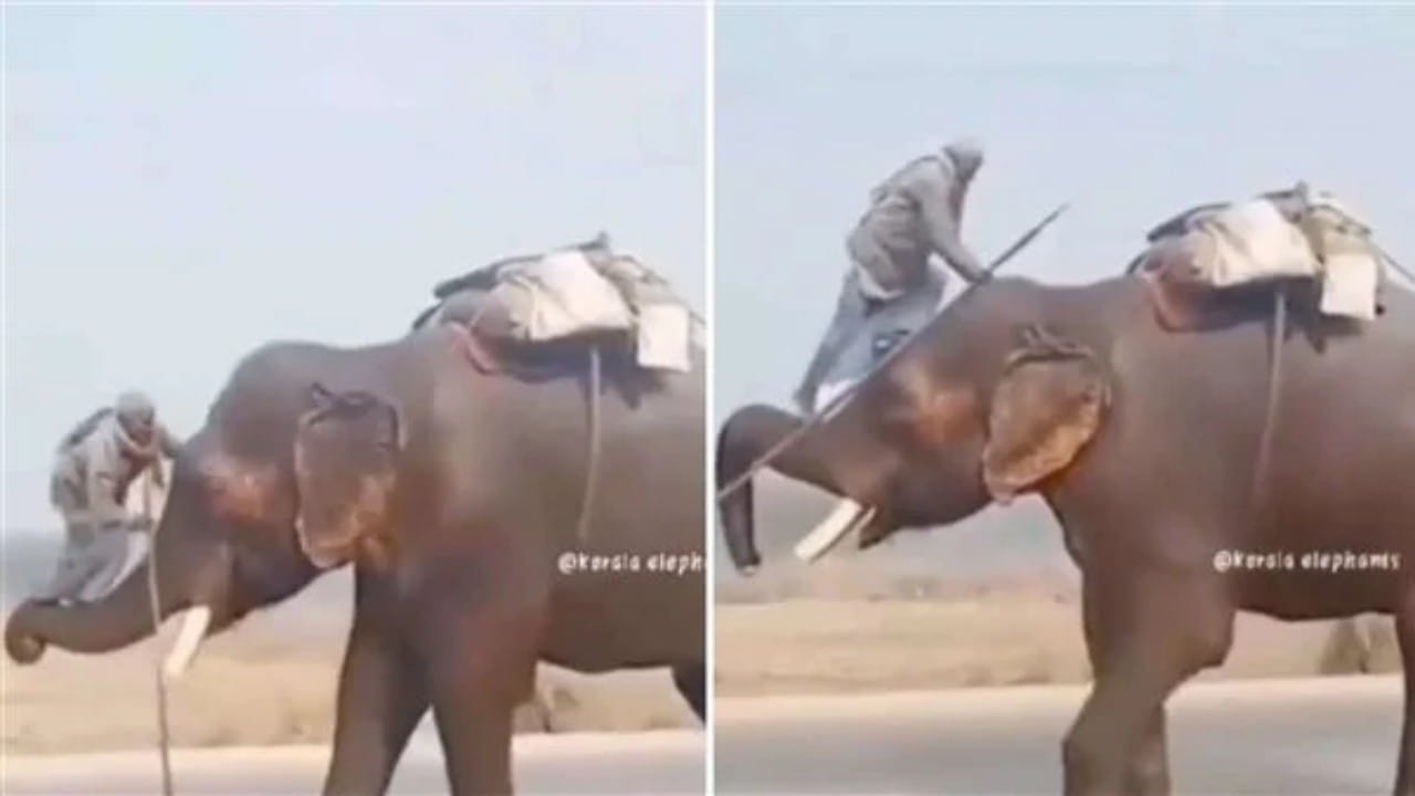 شاهد.. كاهن يمتطي فيلا بطريقة غريبة 
