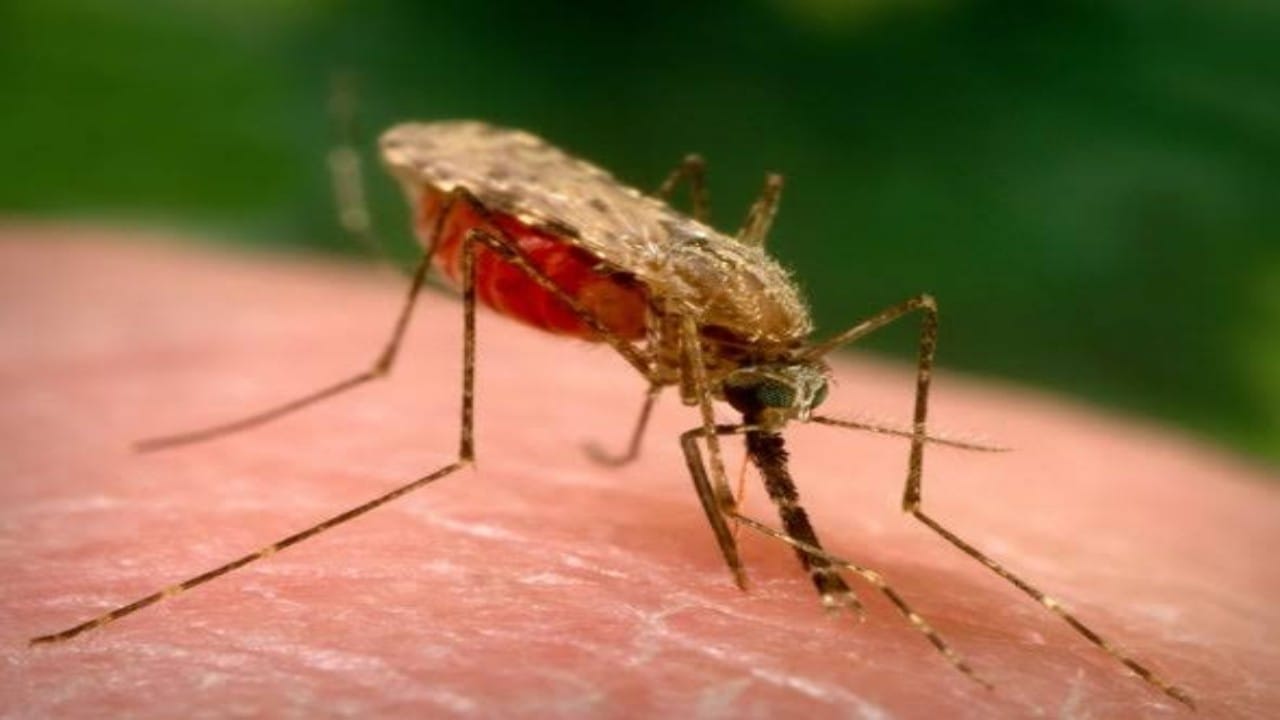 بالفيديو.. الكشف عن علاقة الملاريا بالسفر وطرق الوقاية منه 