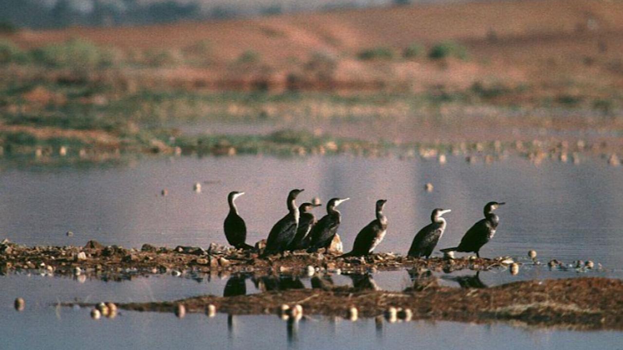 بالصور… شواطئ المملكة تستقبل أكثر من 260 نوع من الطيور المهاجرة