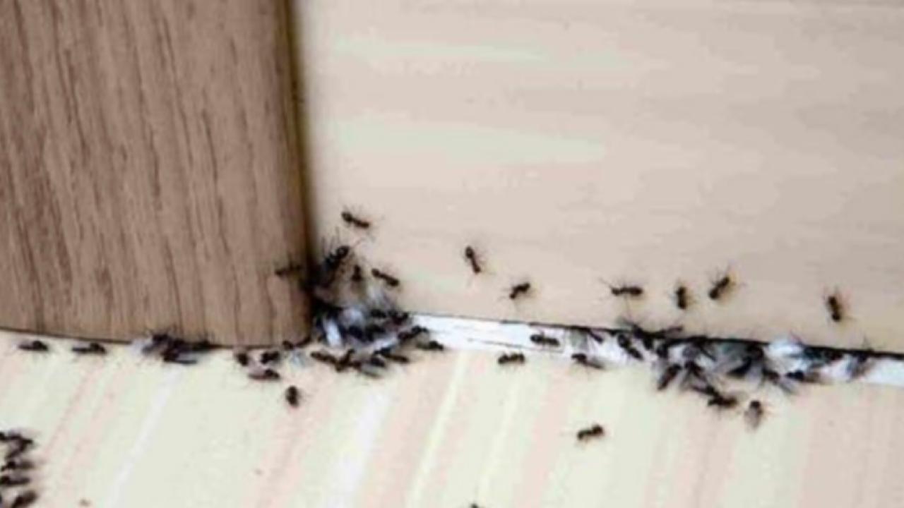 9 طرق للتخلّص من النمل في المنزل