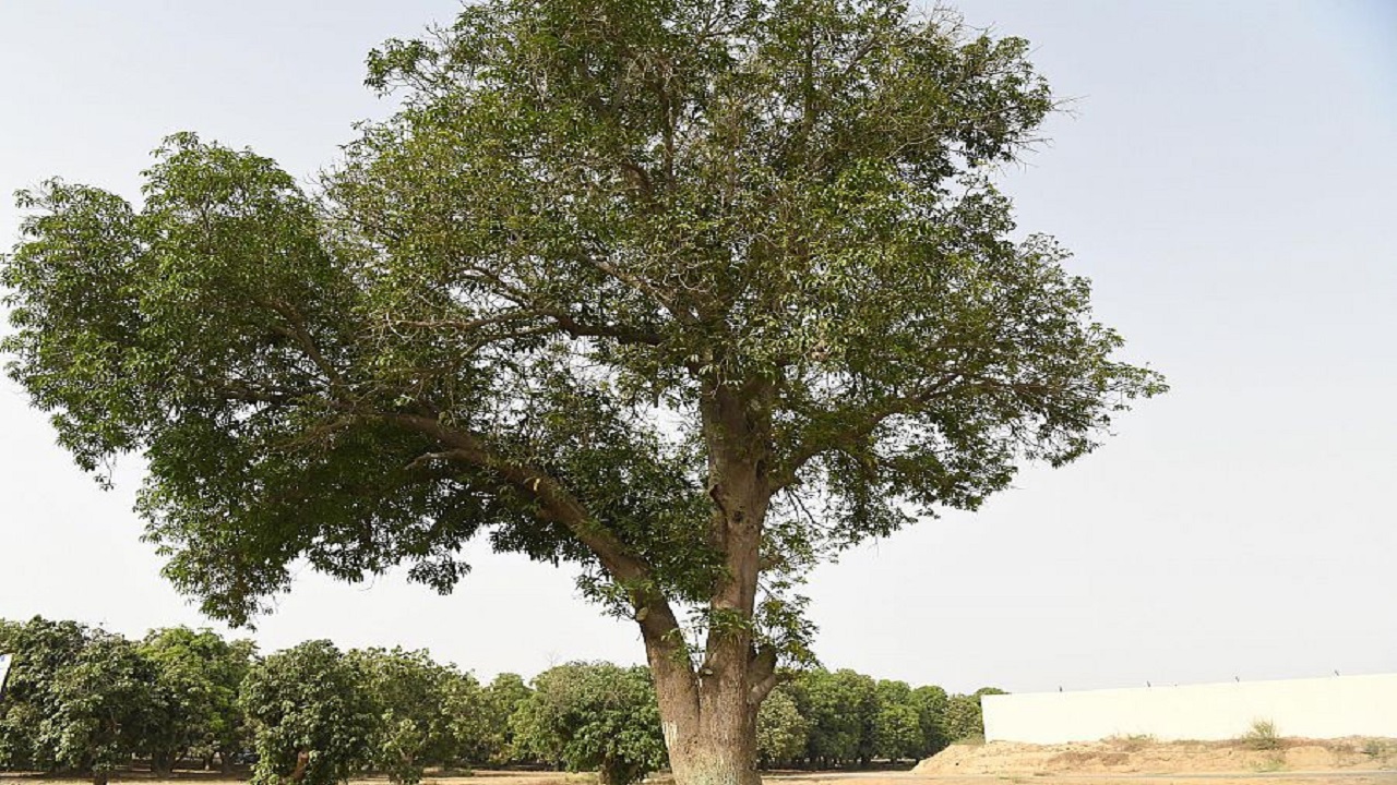 بالفيديو.. قصة أقدم شجرة مانجو بالمملكة عمرها أكثر من 50 عامًا