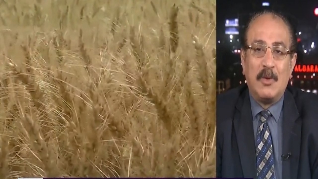 بالفيديو.. أستاذ علوم سياسية يوضح ماذا سيحدث للعالم إذا لم تتوفر حبوب القمح