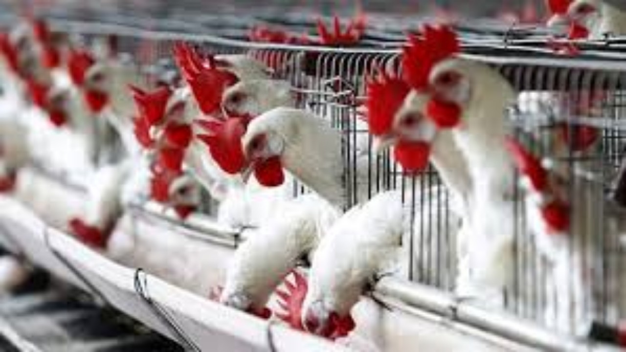 مصير الشركات المستورة لحوم الدواجن والبيض المصابة بإنفلونزا الطيور