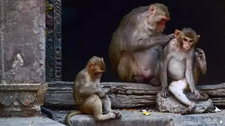 جدري القرود يصل البرتغال وإسبانيا