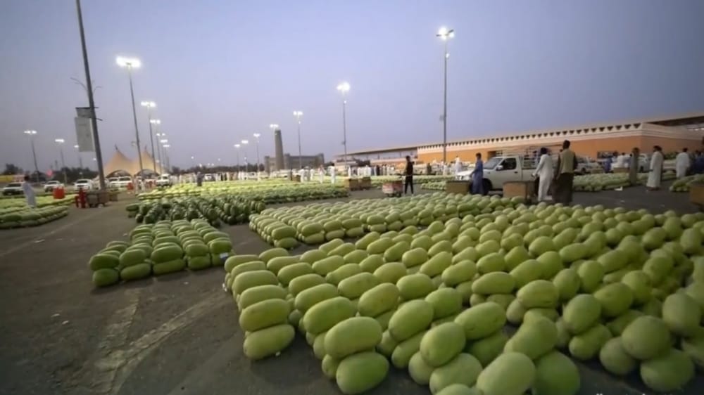 بالفيديو.. سعوديون يجنون 350 ألف ريال يوميا ببيع ثمرة الحبحب في ‎القصيم