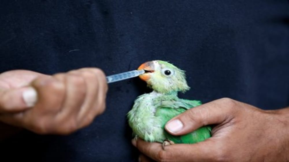 تساقط عشرات الطيور من السماء في الهند