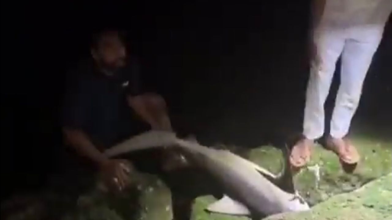 بالفيديو.. شاب يصطاد سمكة قرش ضخمة