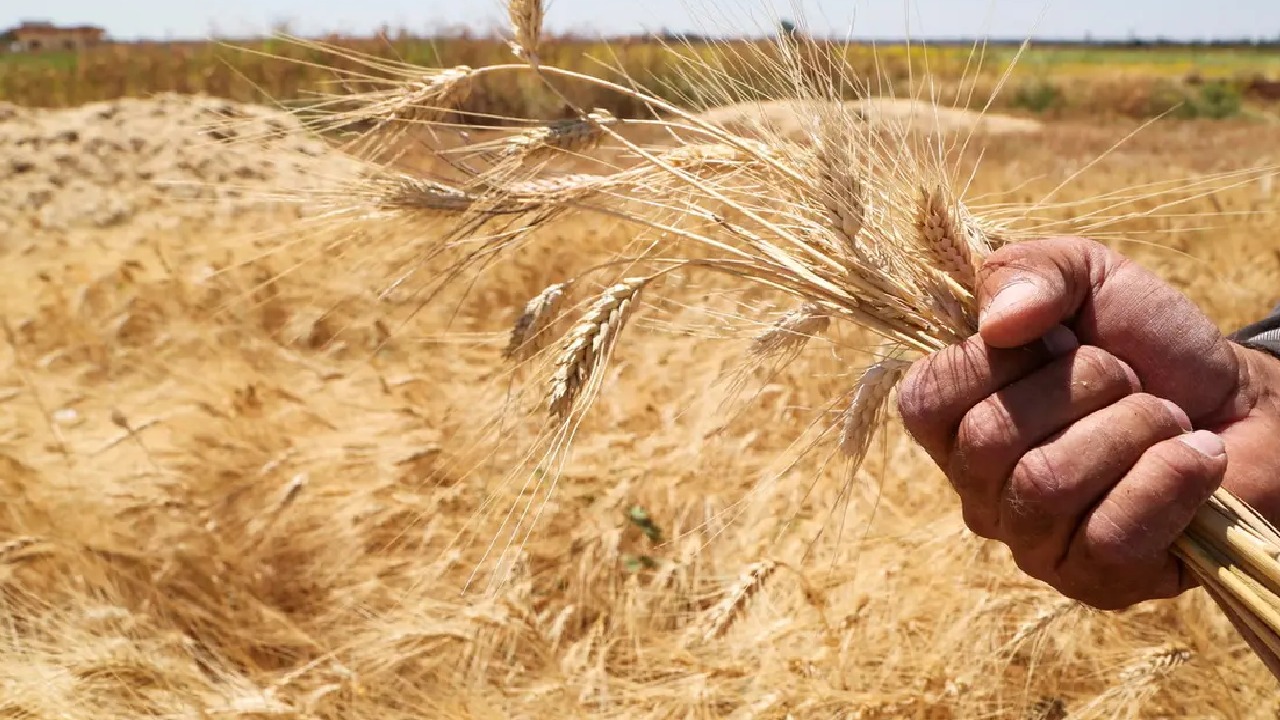 بالفيديو.. وكيل البيئة: سنستلم 100 ألف طن من القمح خلال أشهر