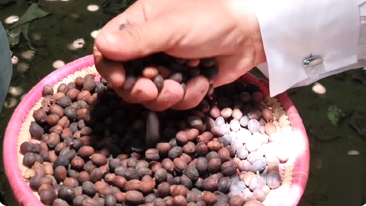 مزارعين البن في جازان: دور الشركة السعودية للقهوة كبير جدًا (فيديو)