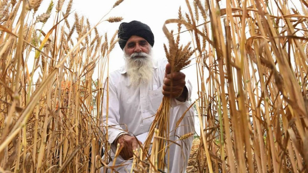 مخاوف من أزمة غذاء عالمية بعد قرار الهند بحظر تصدير القمح